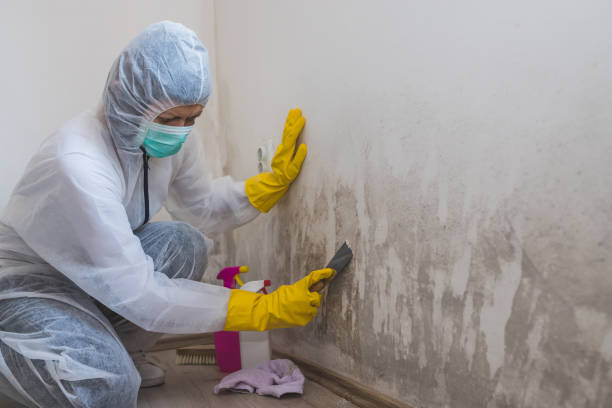 Best Water Damage & Mold Remediation  in Holland, MI