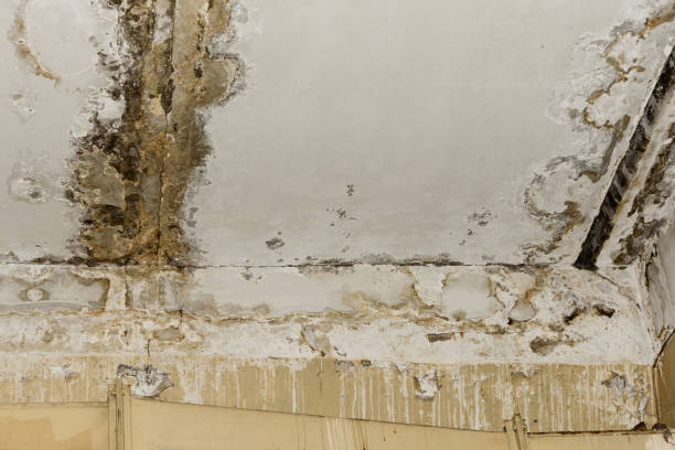 Best Attic Mold Removal  in Holland, MI