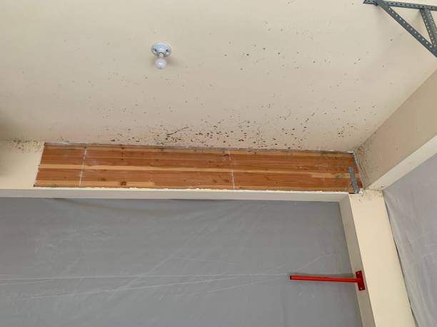 Best Black Mold Removal  in Holland, MI