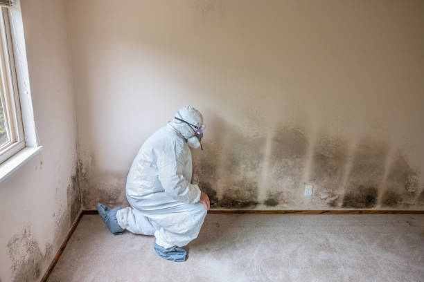 Best Mold Prevention Services  in Holland, MI