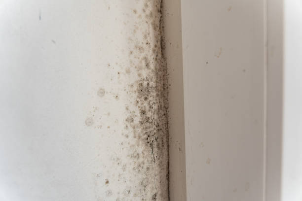 Best Residential Mold Inspection & Testing  in Holland, MI